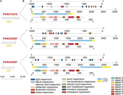 Alcohol Acyltransferase Is Involved in the Biosynthesis of C6 Esters in Apricot (Prunus armeniaca L.) Fruit